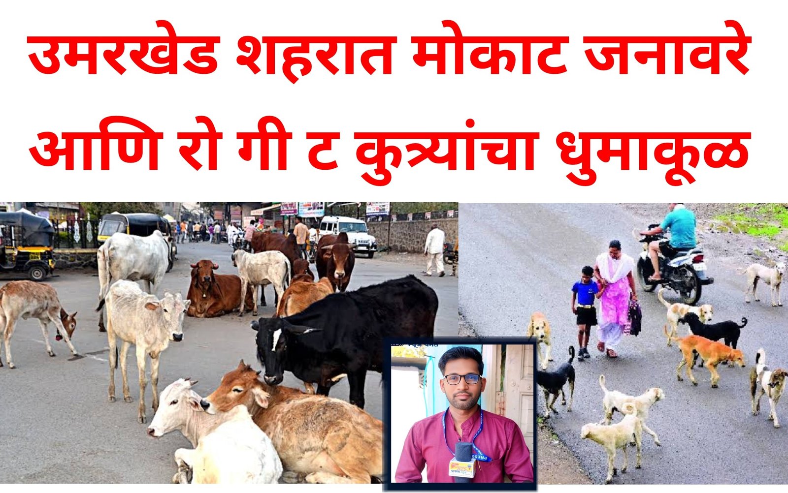 उमरखेड शहरात मोकाट जनावरे आणि रो गी ट कुत्र्याचा धुमाकूळ...! नगरपालिका प्रशासनाने तात्काळ दखल घेऊन मोकाट जनावरे बंदिस्त करावे - त्रस्त नागरिक