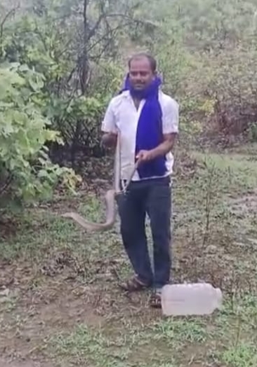 विषारी गव्हाळ्या नागाला सर्पमित्र कैलास कदम यांनी दिले जीवनदान!